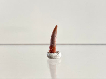 Aidachar pankowskii Fossil Fish Tooth (0.61") - Late Cretaceous, Morocco - FossilsAndMore