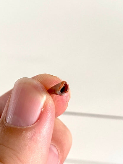 Aidachar pankowskii Fossil Fish Tooth (0.62") - Late Cretaceous, Morocco - FossilsAndMore