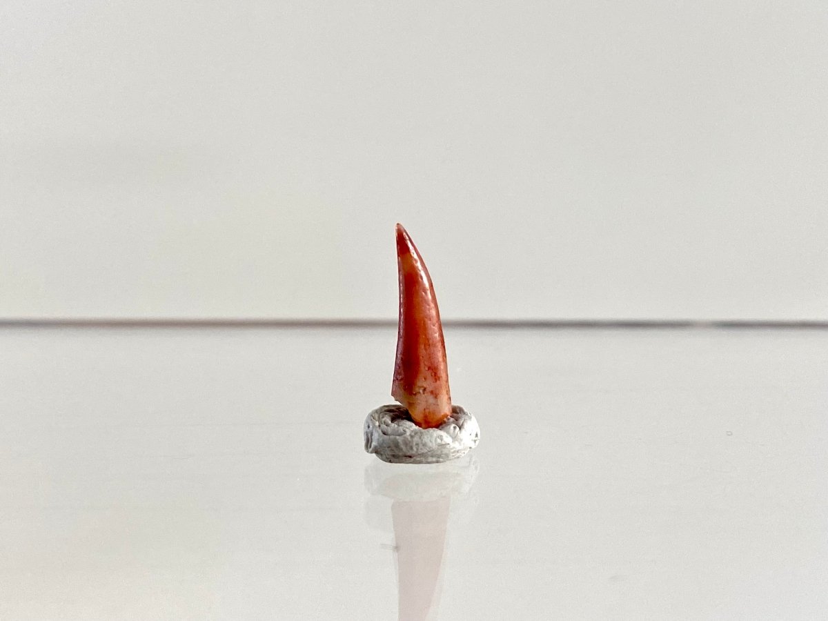 Aidachar pankowskii Fossil Fish Tooth (0.62") - Late Cretaceous, Morocco - FossilsAndMore