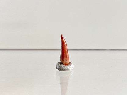 Aidachar pankowskii Fossil Fish Tooth (0.62") - Late Cretaceous, Morocco - FossilsAndMore