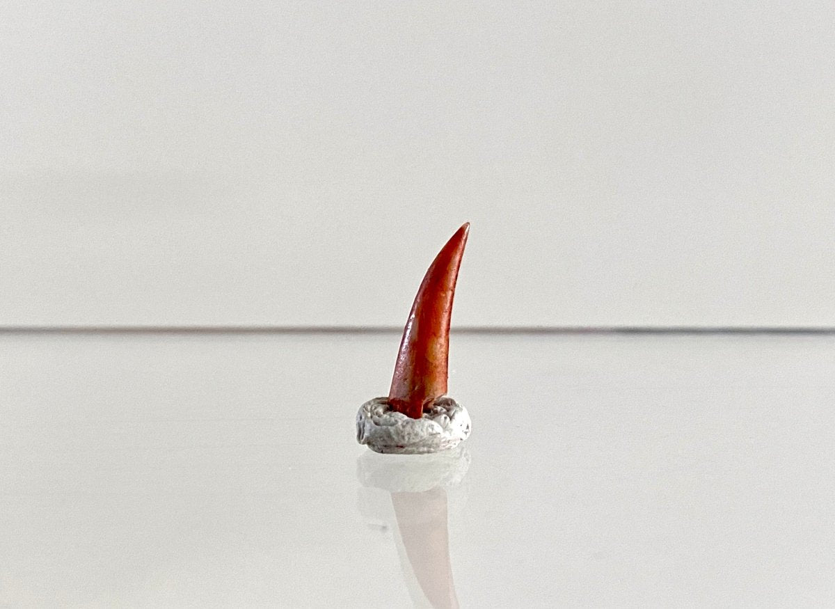 Aidachar pankowskii Fossil Fish Tooth (0.62") - Late Cretaceous, Morocco - FossilsAndMore