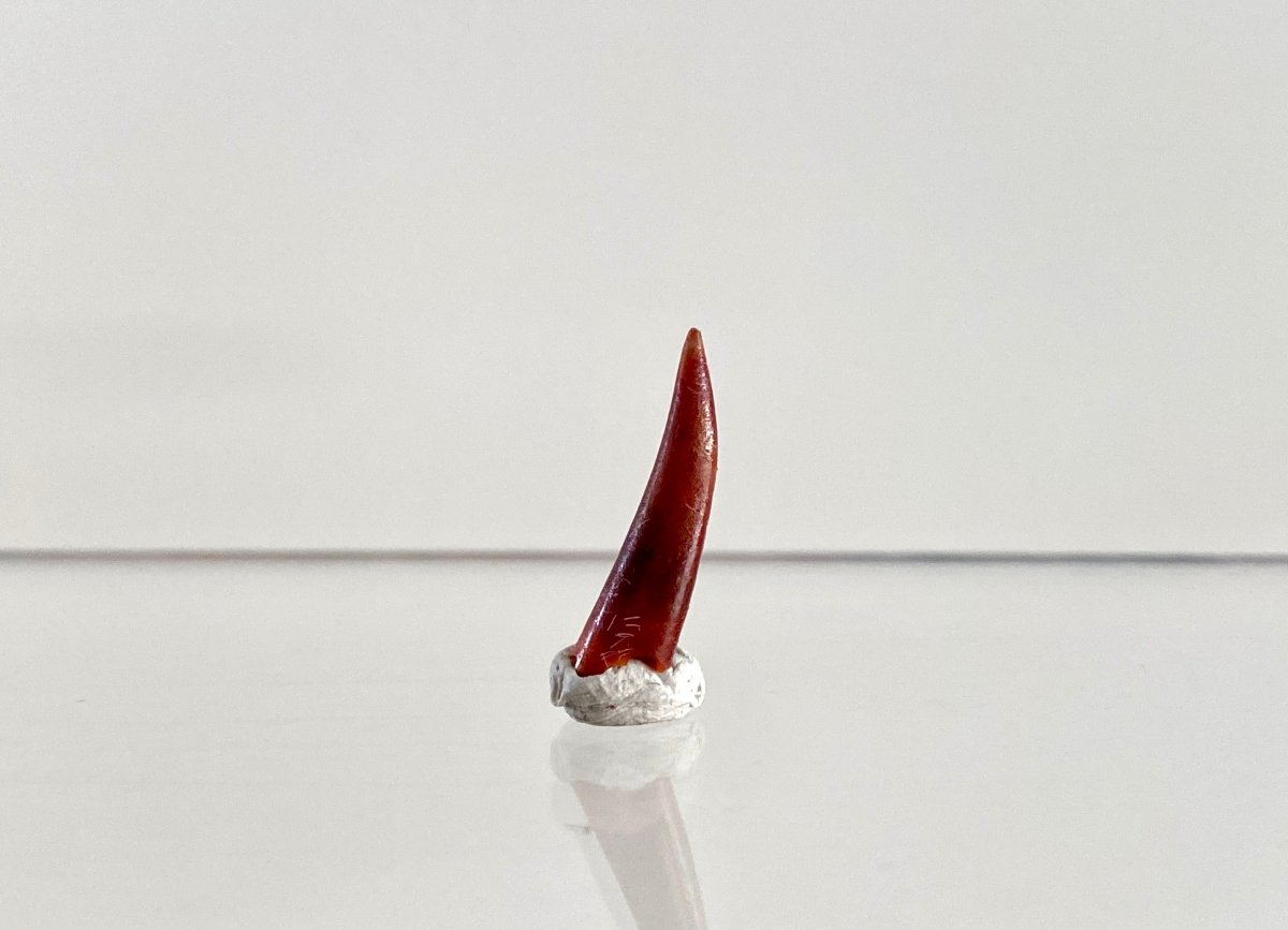 Aidachar pankowskii Fossil Fish Tooth (0.74") - Late Cretaceous, Morocco - FossilsAndMore