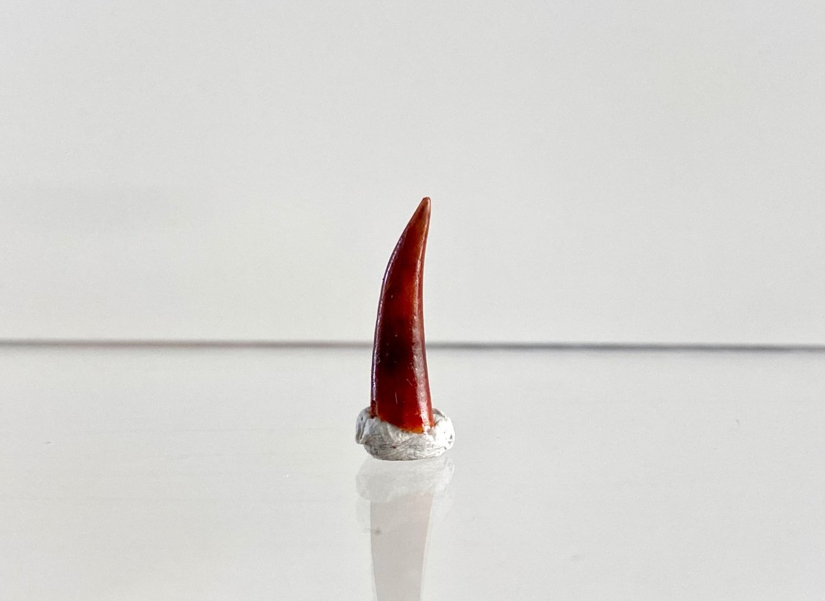 Aidachar pankowskii Fossil Fish Tooth (0.74") - Late Cretaceous, Morocco - FossilsAndMore