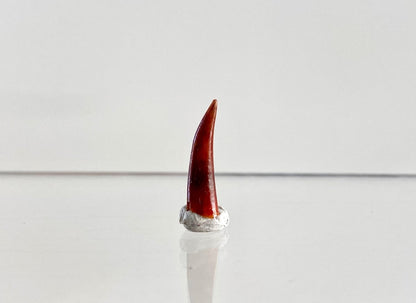 Aidachar pankowskii Fossil Fish Tooth (0.74") - Late Cretaceous, Morocco - FossilsAndMore