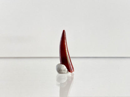 Aidachar pankowskii Fossil Fish Tooth (0.81") - Late Cretaceous, Morocco - FossilsAndMore