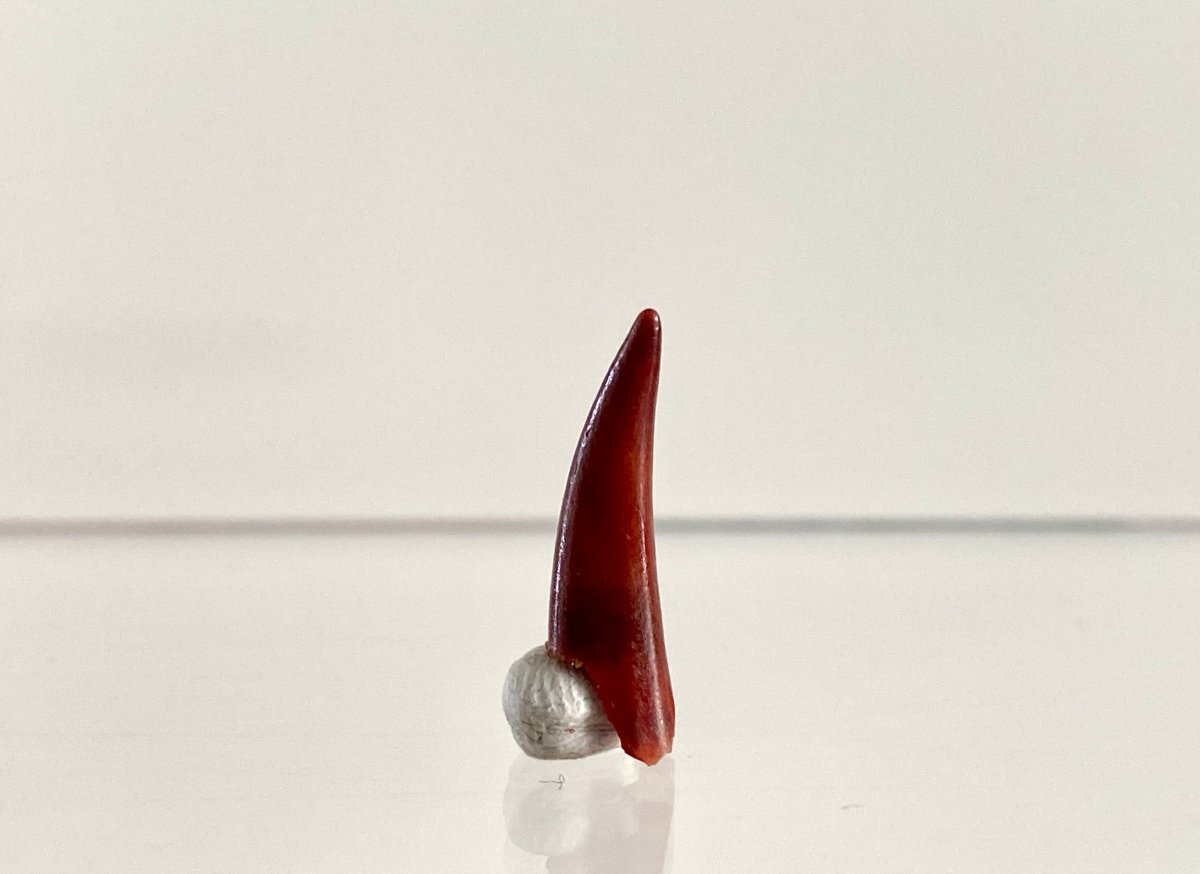 Aidachar pankowskii Fossil Fish Tooth (0.81") - Late Cretaceous, Morocco - FossilsAndMore