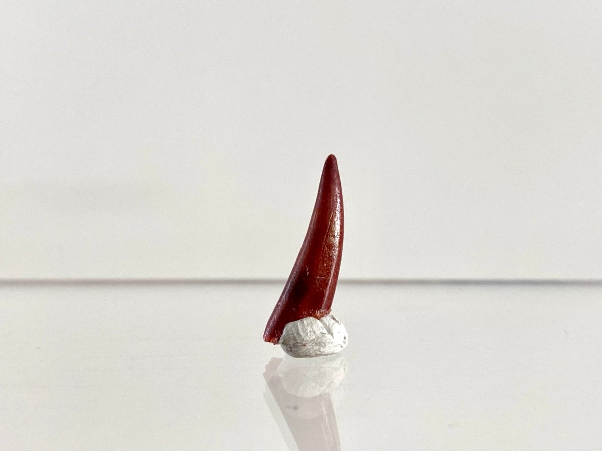 Aidachar pankowskii Fossil Fish Tooth (0.81") - Late Cretaceous, Morocco - FossilsAndMore