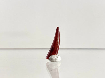 Aidachar pankowskii Fossil Fish Tooth (0.81") - Late Cretaceous, Morocco - FossilsAndMore