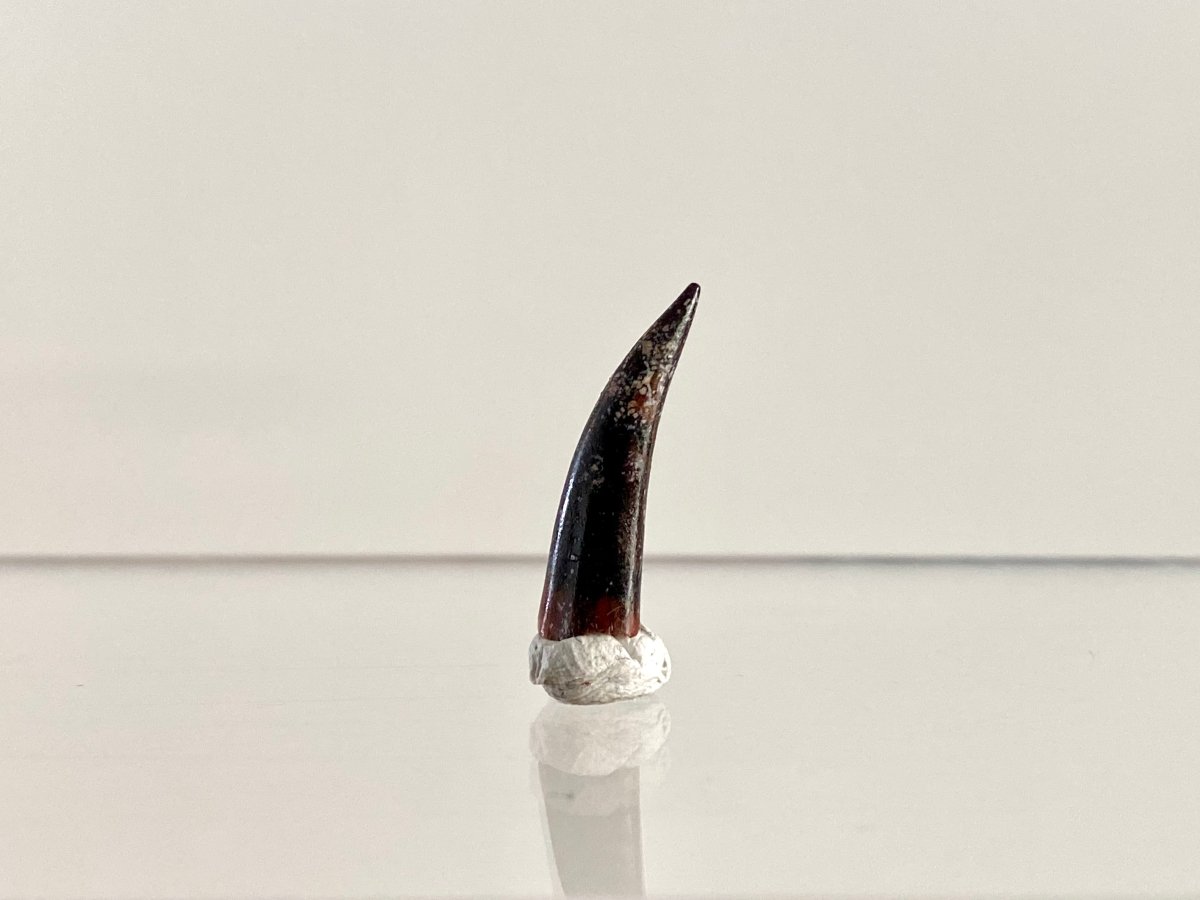 Aidachar pankowskii Fossil Fish Tooth (0.82") - Late Cretaceous, Morocco - FossilsAndMore