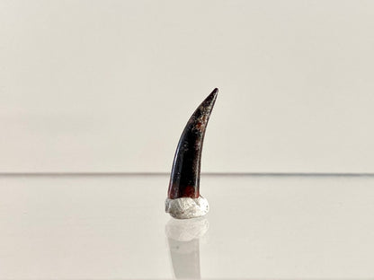 Aidachar pankowskii Fossil Fish Tooth (0.82") - Late Cretaceous, Morocco - FossilsAndMore