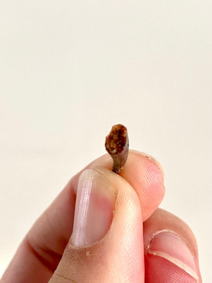 Aidachar pankowskii Fossil Fish Tooth (0.82") - Late Cretaceous, Morocco - FossilsAndMore