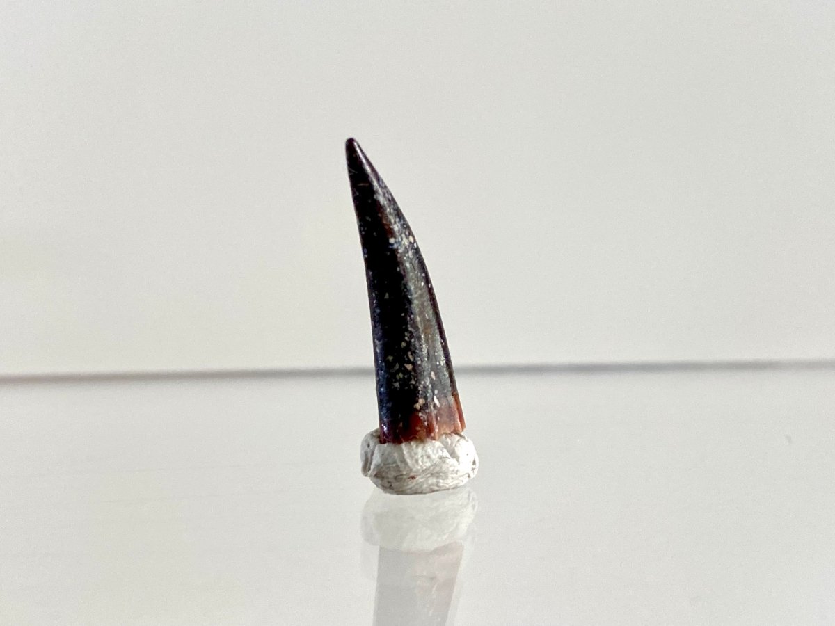 Aidachar pankowskii Fossil Fish Tooth (0.82") - Late Cretaceous, Morocco - FossilsAndMore