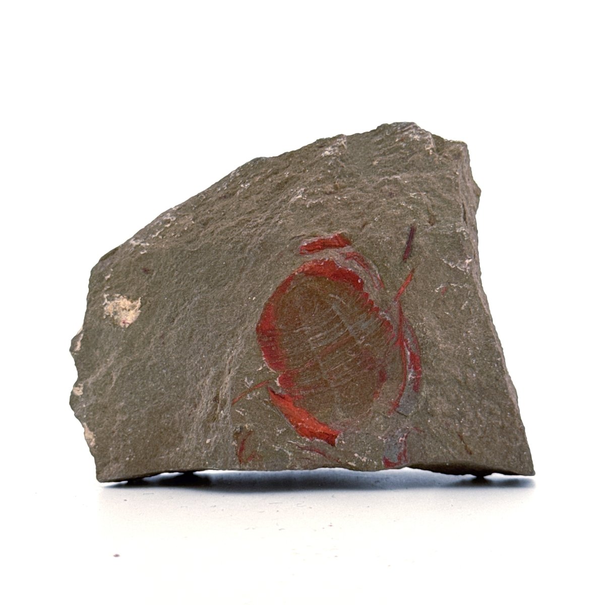 Asaphellus fezouataensis Trilobite, Positive & Negative | 1.20" - FossilsAndMore