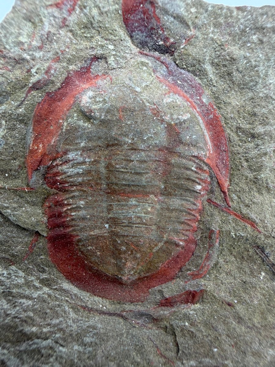 Asaphellus fezouataensis Trilobite, Positive & Negative | 1.20" - FossilsAndMore