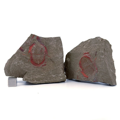 Asaphellus fezouataensis Trilobite, Positive & Negative | 1.20" - FossilsAndMore