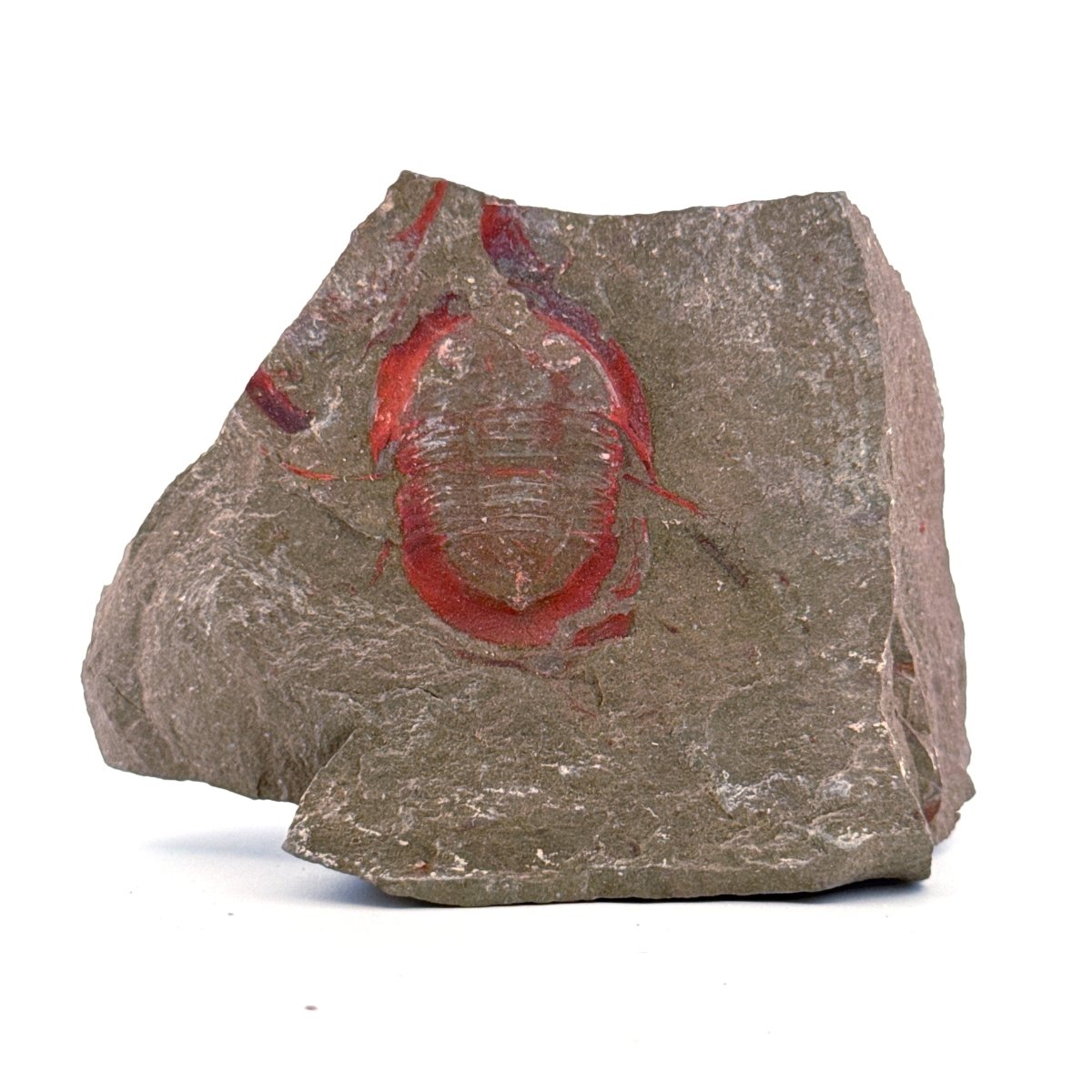 Asaphellus fezouataensis Trilobite, Positive & Negative | 1.20" - FossilsAndMore