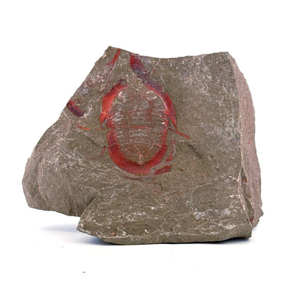 Asaphellus fezouataensis Trilobite, Positive & Negative | 1.20" - FossilsAndMore