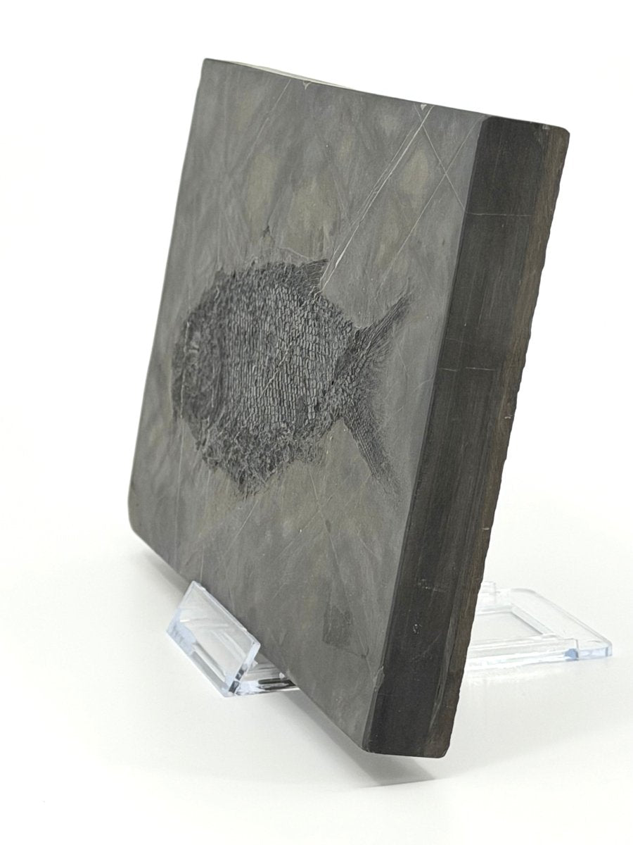 Asialepidotus shingyiensis Fossil Fish (7.28") from Triassic Period, China - FossilsAndMore