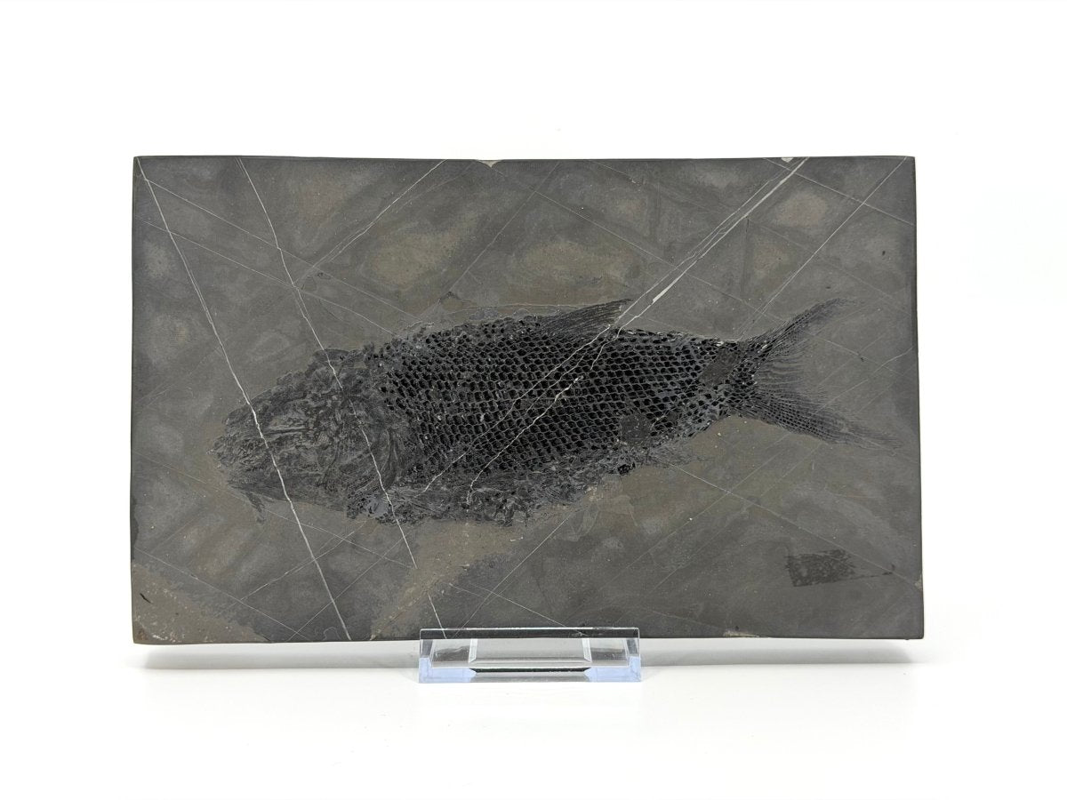 Asialepidotus shingyiensis Fossil Fish (7.28") from Triassic Period, China - FossilsAndMore