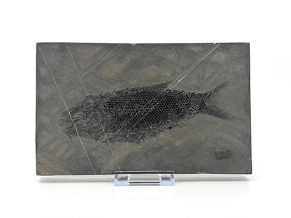 Asialepidotus shingyiensis Fossil Fish (7.28") from Triassic Period, China - FossilsAndMore
