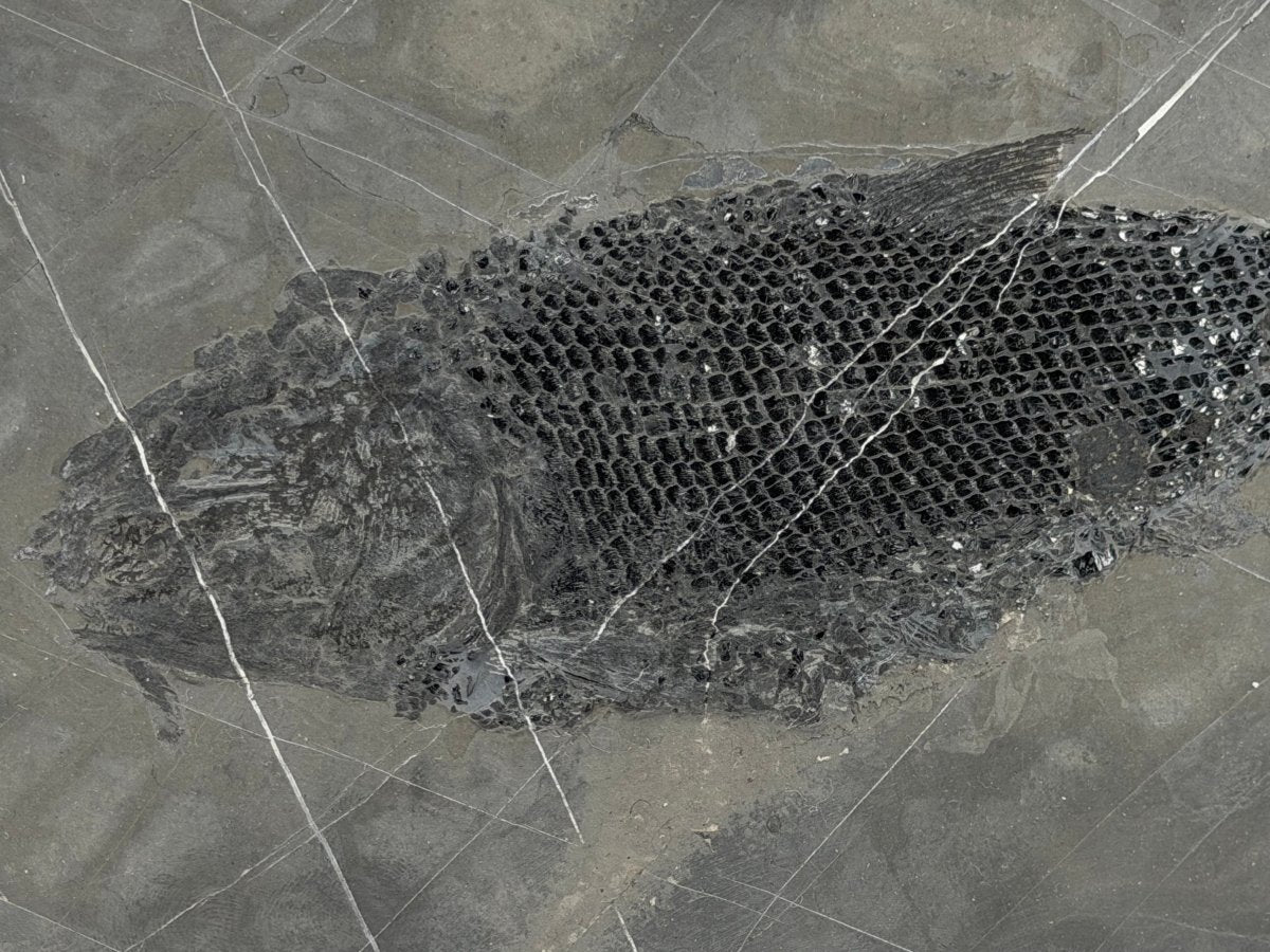 Asialepidotus shingyiensis Fossil Fish (7.28") from Triassic Period, China - FossilsAndMore