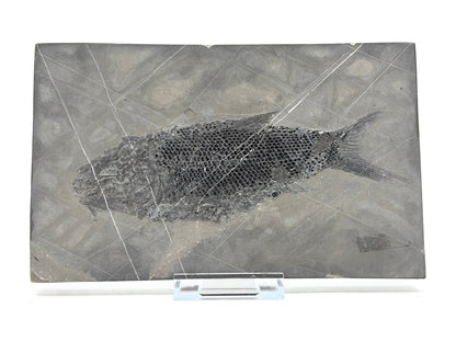 Asialepidotus shingyiensis Fossil Fish (7.28") from Triassic Period, China - FossilsAndMore