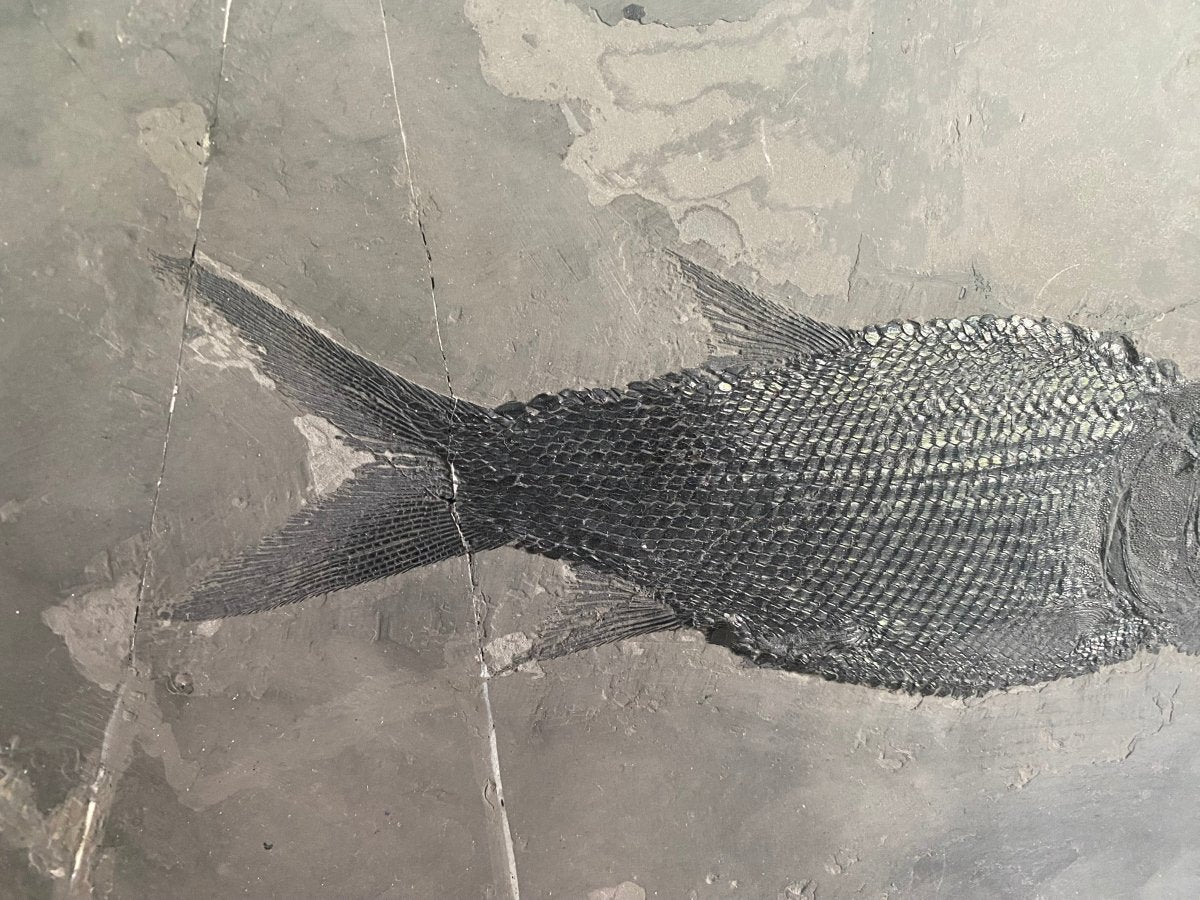 Asialepidotus shingyiensis Fossil Fish (7.48") – Triassic Period, China - FossilsAndMore