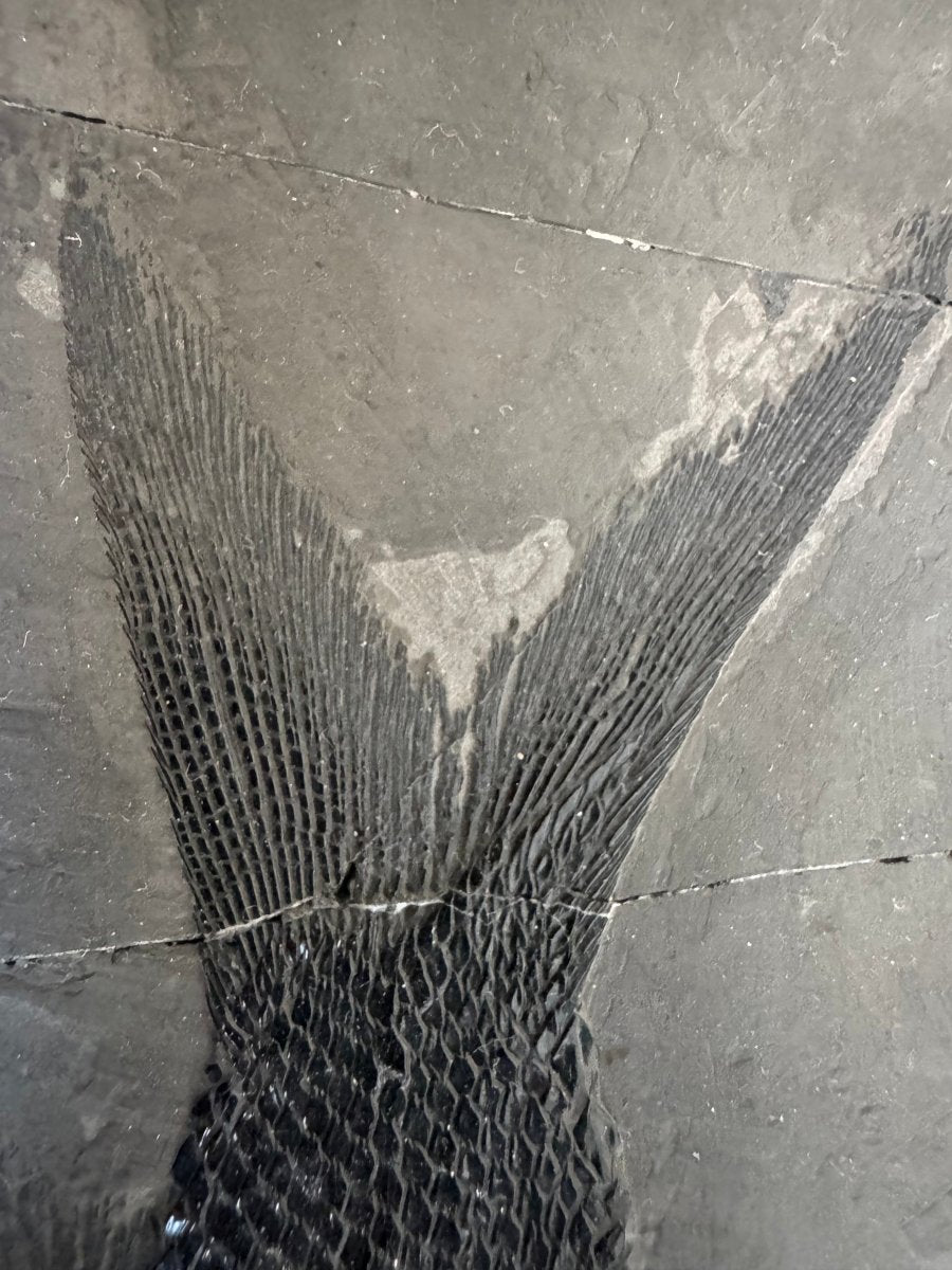 Asialepidotus shingyiensis Fossil Fish (7.48") – Triassic Period, China - FossilsAndMore