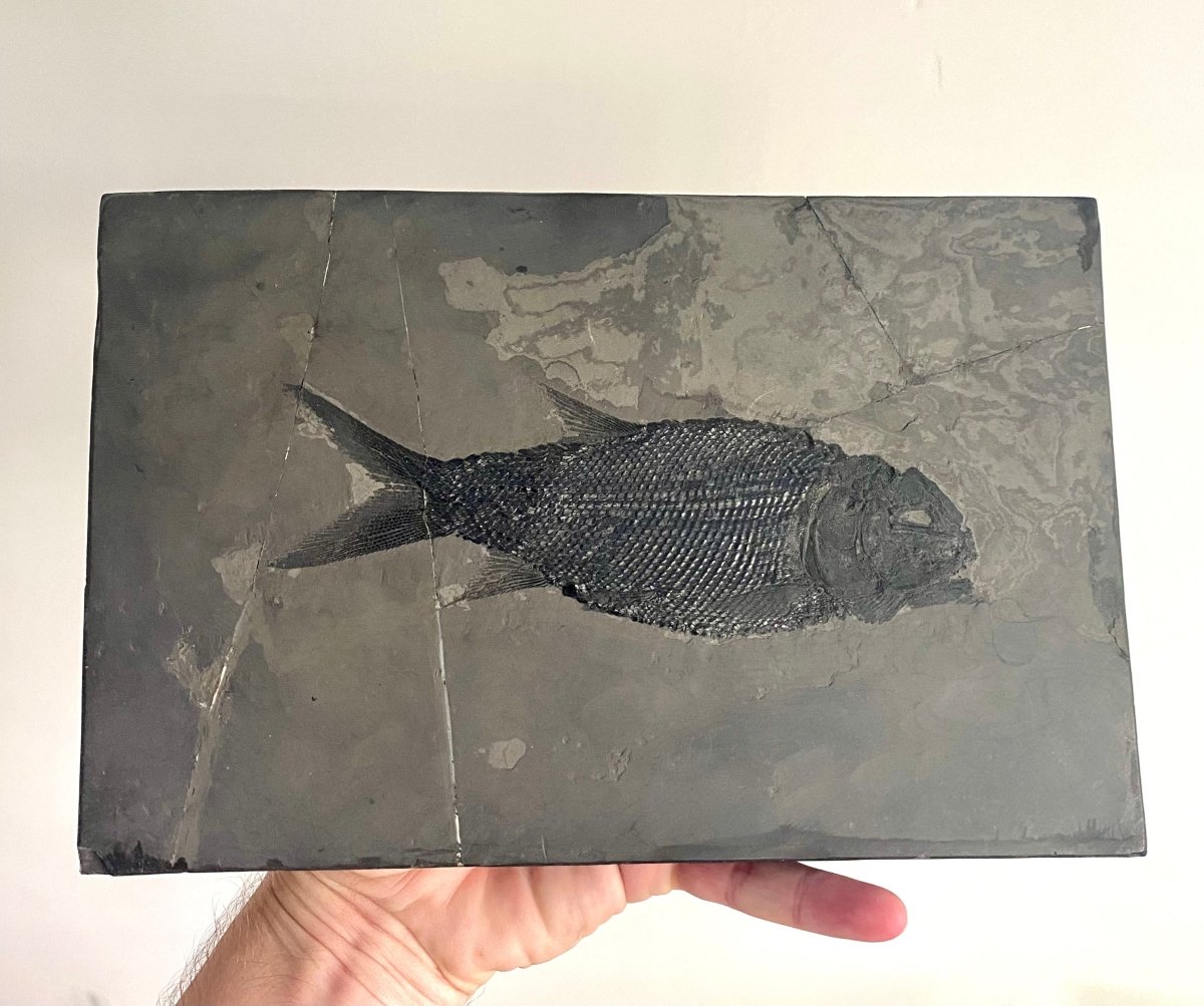 Asialepidotus shingyiensis Fossil Fish (7.48") – Triassic Period, China - FossilsAndMore