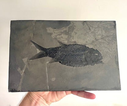 Asialepidotus shingyiensis Fossil Fish (7.48") – Triassic Period, China - FossilsAndMore