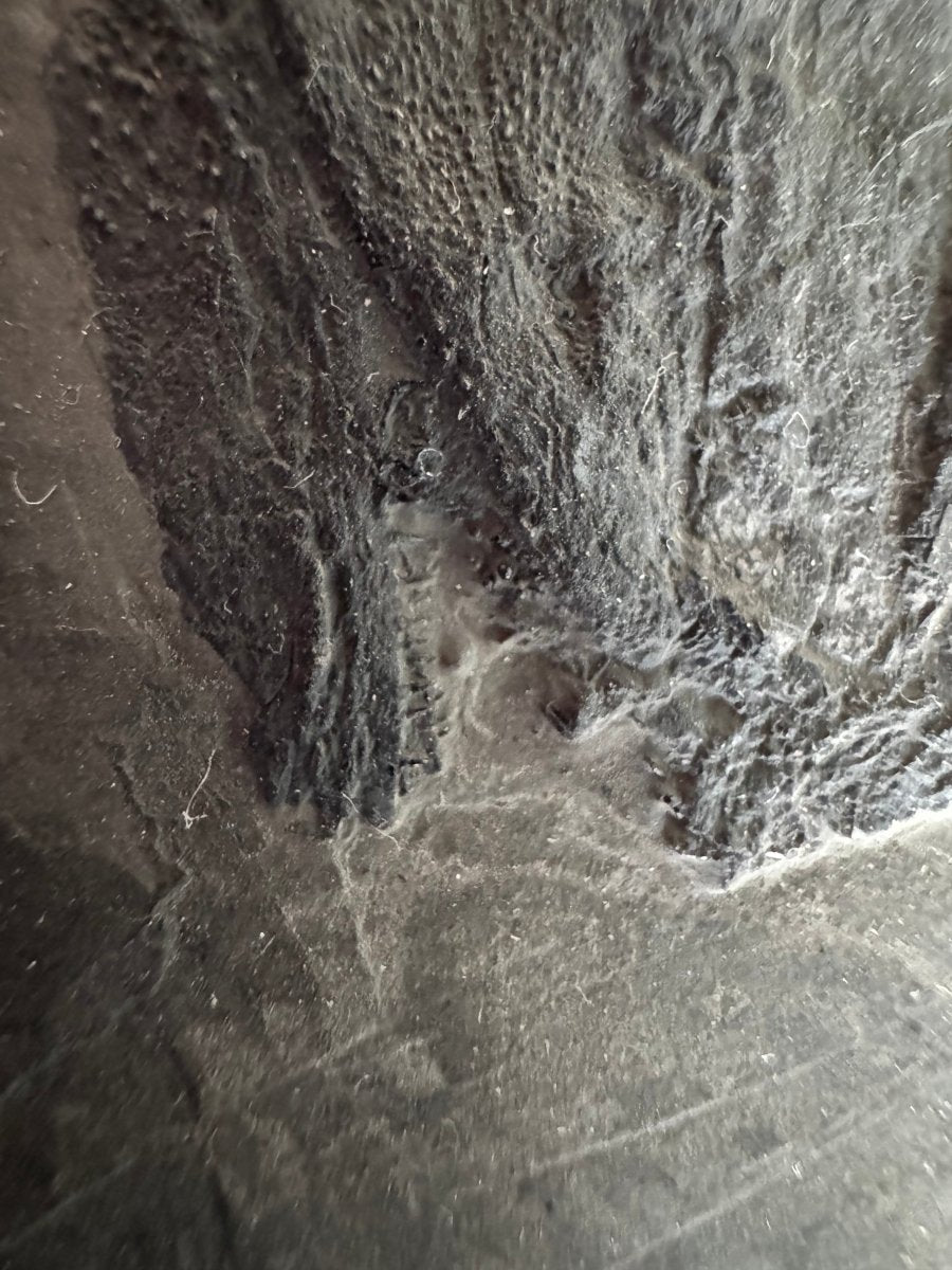 Asialepidotus shingyiensis Fossil Fish (7.48") – Triassic Period, China - FossilsAndMore