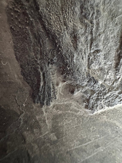 Asialepidotus shingyiensis Fossil Fish (7.48") – Triassic Period, China - FossilsAndMore