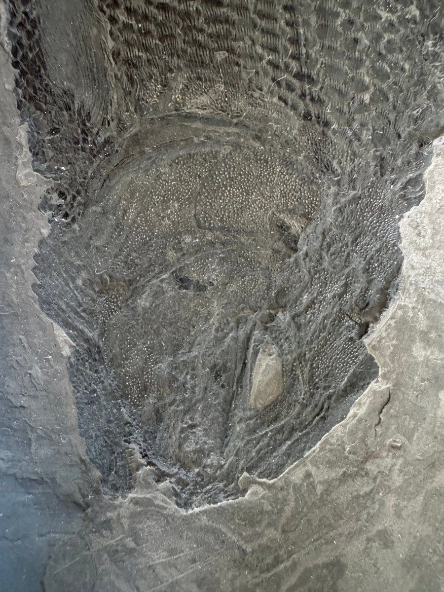 Asialepidotus shingyiensis Fossil Fish (7.48") – Triassic Period, China - FossilsAndMore