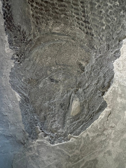 Asialepidotus shingyiensis Fossil Fish (7.48") – Triassic Period, China - FossilsAndMore