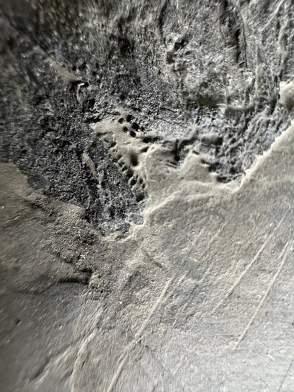 Asialepidotus shingyiensis Fossil Fish (7.48") – Triassic Period, China - FossilsAndMore