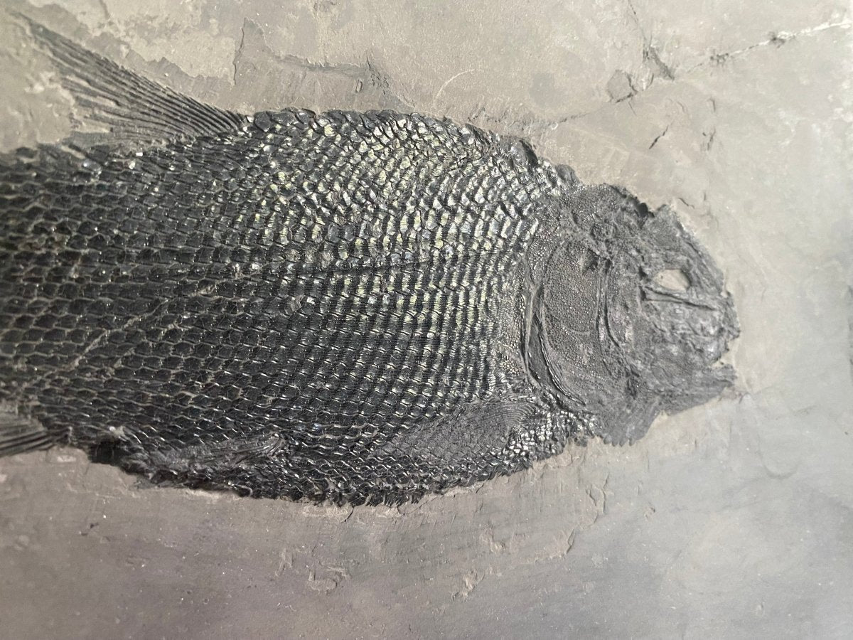 Asialepidotus shingyiensis Fossil Fish (7.48") – Triassic Period, China - FossilsAndMore