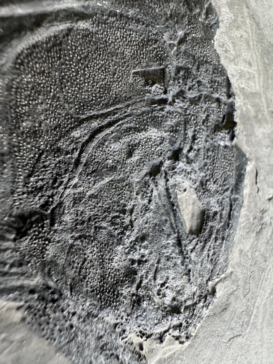 Asialepidotus shingyiensis Fossil Fish (7.48") – Triassic Period, China - FossilsAndMore