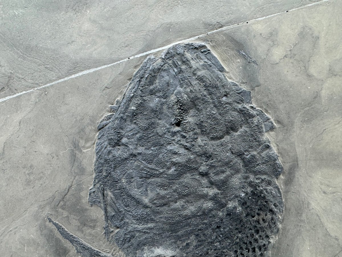 Asialepidotus shingyiensis Fossil Fish (7.80") from Triassic Period, China - FossilsAndMore