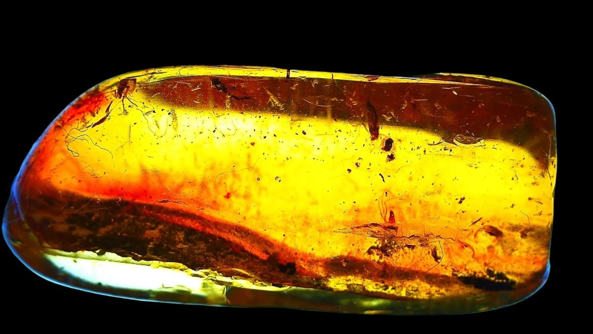 Baltic Amber fossil with 4 Flies insect - Eocene, Baltic Sea Region - FossilsAndMore