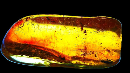 Baltic Amber fossil with 4 Flies insect - Eocene, Baltic Sea Region - FossilsAndMore