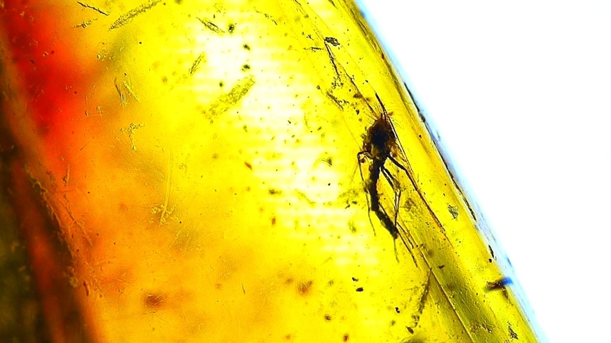 Baltic Amber fossil with 4 Flies insect - Eocene, Baltic Sea Region - FossilsAndMore