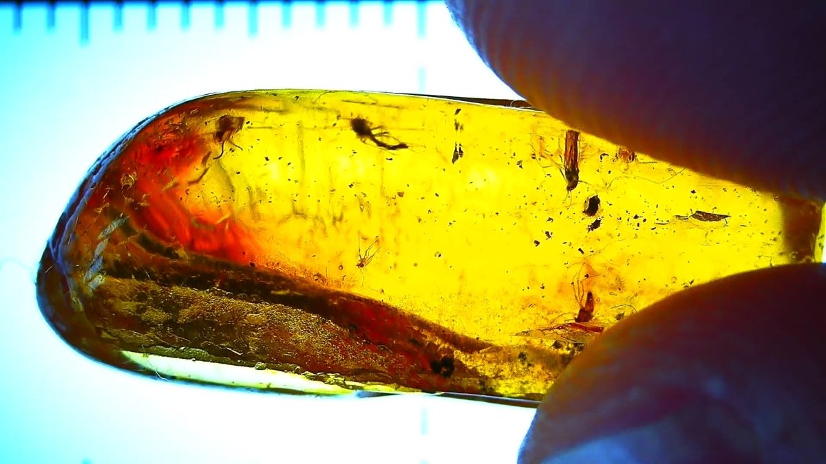 Baltic Amber fossil with 4 Flies insect - Eocene, Baltic Sea Region - FossilsAndMore