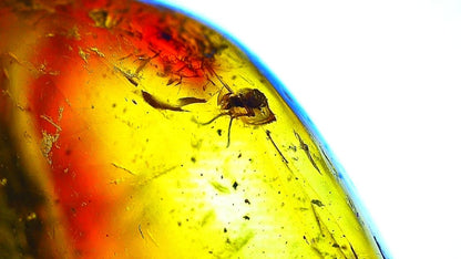 Baltic Amber fossil with 4 Flies insect - Eocene, Baltic Sea Region - FossilsAndMore