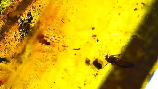 Baltic Amber fossil with 4 Flies insect - Eocene, Baltic Sea Region - FossilsAndMore