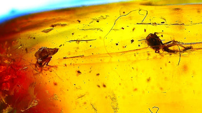 Baltic Amber fossil with 4 Flies insect - Eocene, Baltic Sea Region - FossilsAndMore