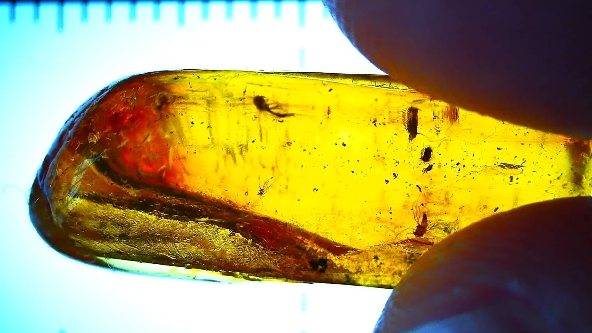 Baltic Amber fossil with 4 Flies insect - Eocene, Baltic Sea Region - FossilsAndMore