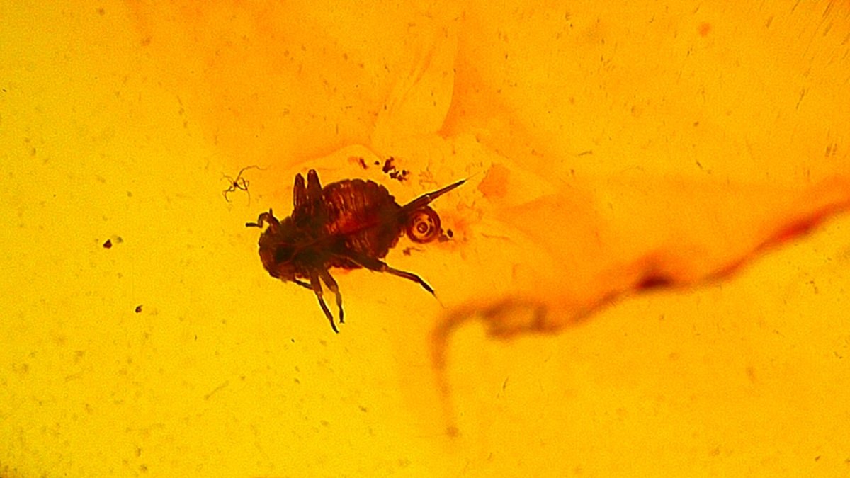 Baltic Amber fossil with an Aphidoidea Species (Aphid) - FossilsAndMore