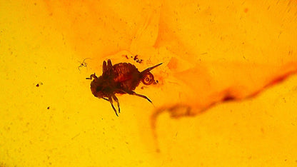 Baltic Amber fossil with an Aphidoidea Species (Aphid) - FossilsAndMore