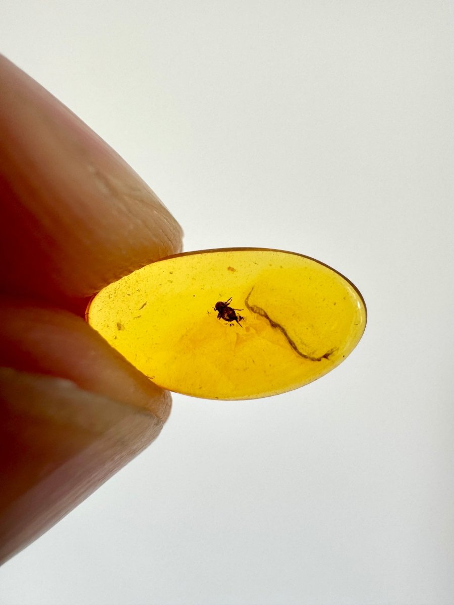 Baltic Amber fossil with an Aphidoidea Species (Aphid) - FossilsAndMore