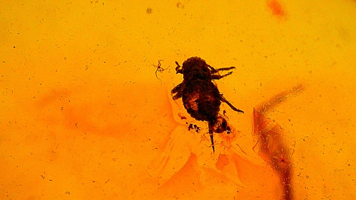 Baltic Amber fossil with an Aphidoidea Species (Aphid) - FossilsAndMore